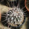 Ferocactus_rectispinus